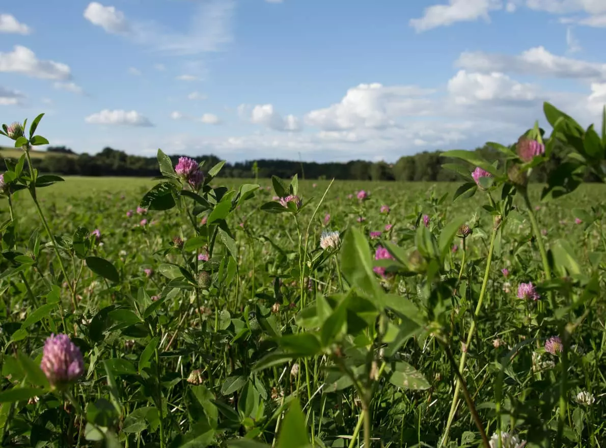 Visuel Prairie fourragère temporaire trèfle violet