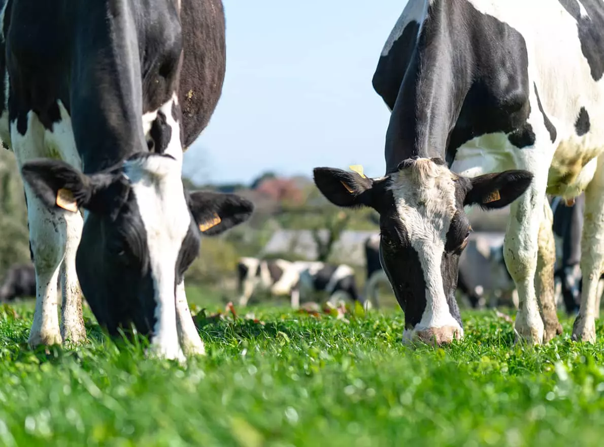 Visuel vaches laitières paturage