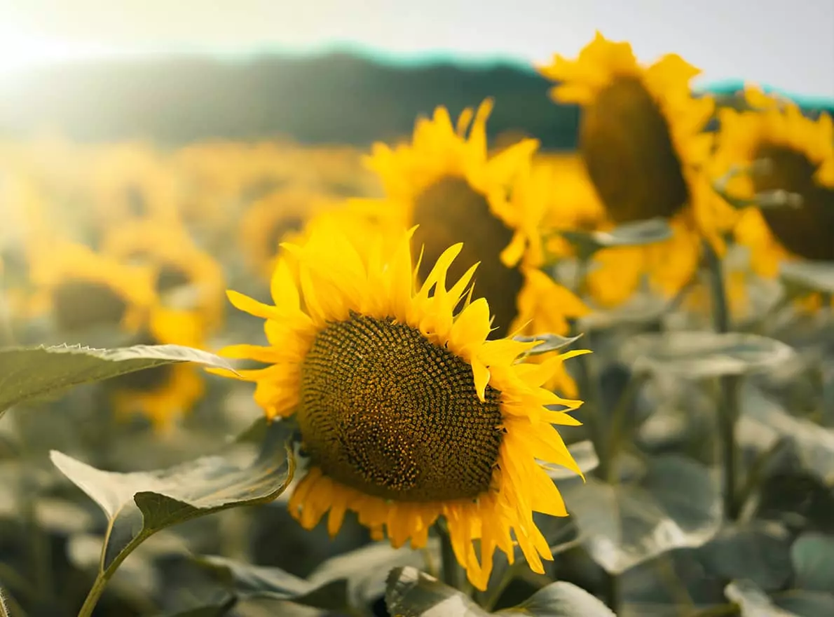 Tournesol Visuel Tournesol