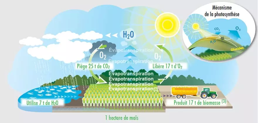 Visuel Photosynthèse maïs