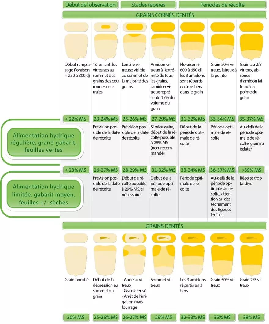 Visuel Récolte maïs fourrage taux matières sèches