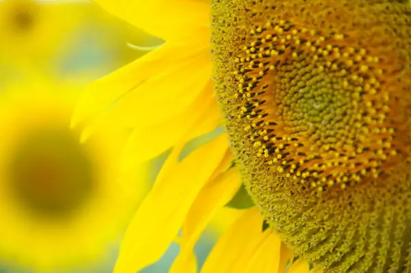 Visuel tournesol bouchet