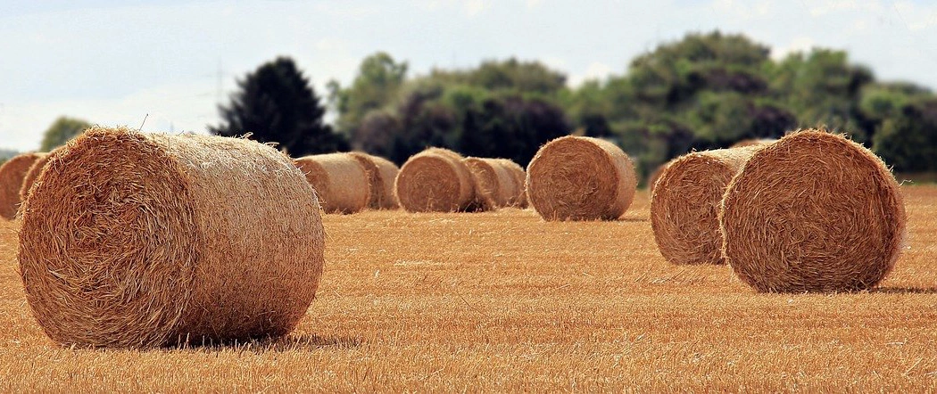 Visuel Paille triticale