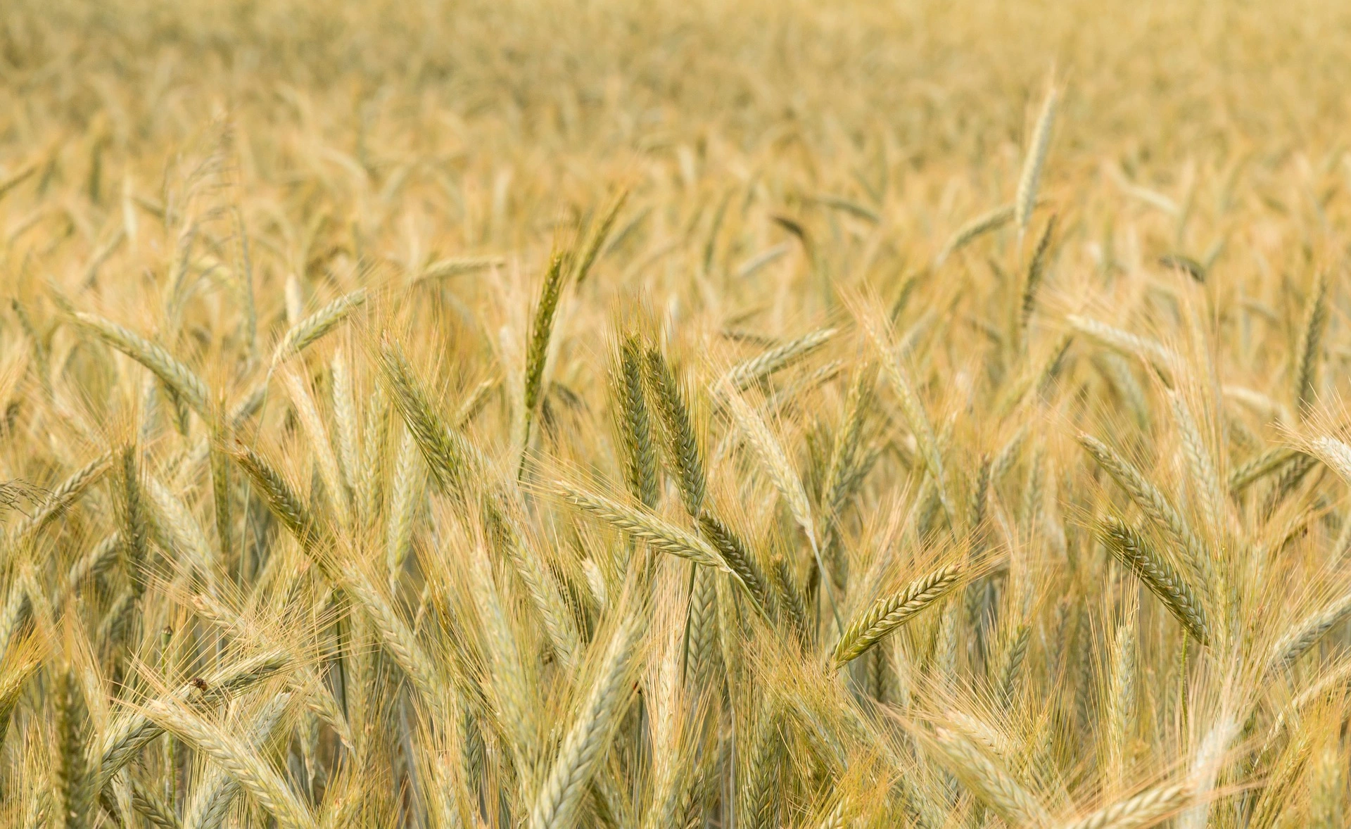 Visuel Culture du triticale