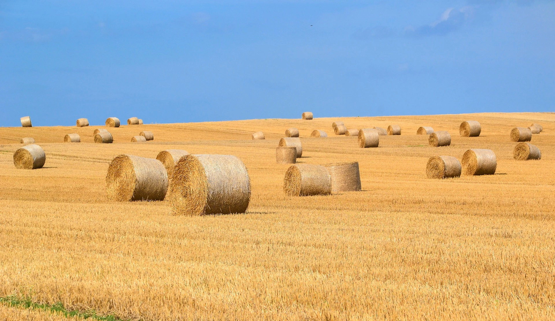 Visuel Paille triticale