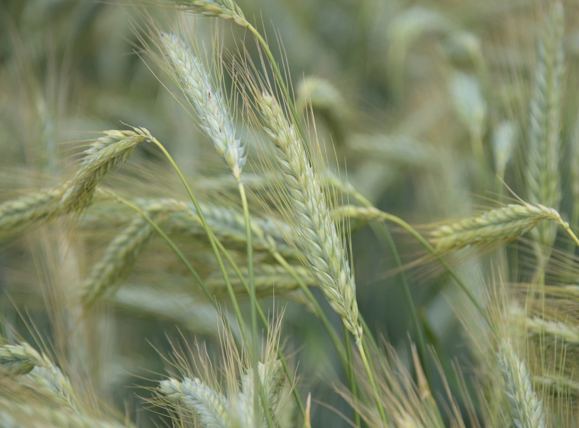 Visuel Triticale en agriculture biologique