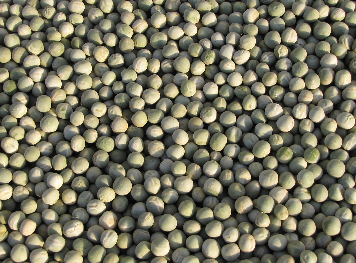 Pois protéagineux pois verts Visuel Pois protéagineux pois verts