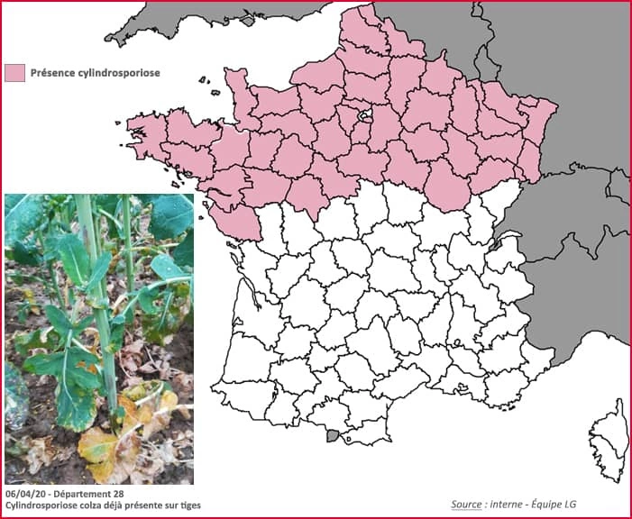 Visuel carte france cylindrosporiose