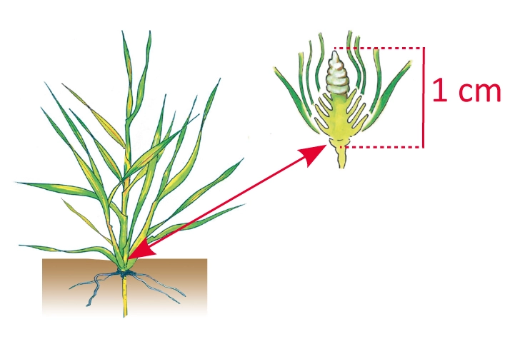 Visuel épi 1 cm orge stade