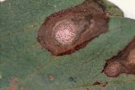 Ascochytose ou Anthracnose protéagineux Visuel Ascochytose ou Anthracnose protéagineux