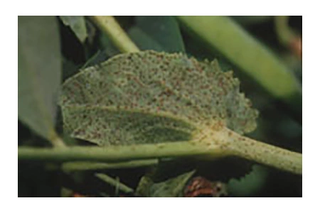 Visuel Ascochytose ou Anthracnose protéagineux