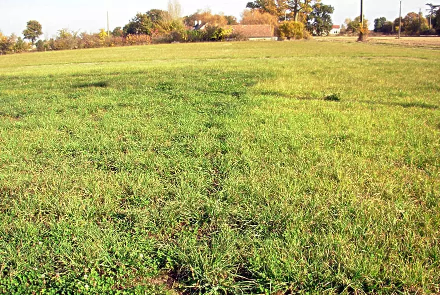 Fertilisation prairie Visuel Fertilisation prairie