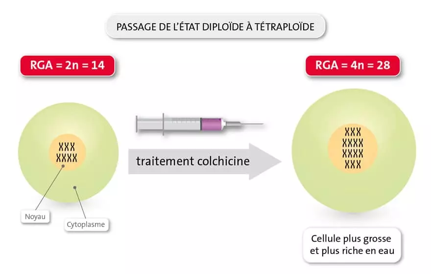 Diploïde à tétraploïde Visuel Diploïde à tétraploïde