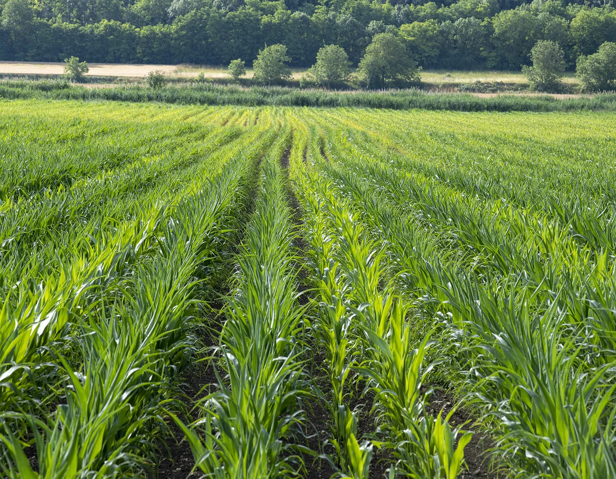 Visuel LG résultats essais maïs ensilage