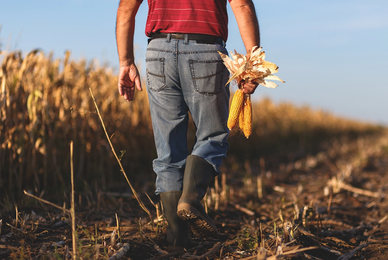 Visuel LG maïs grain analyses résultats essais