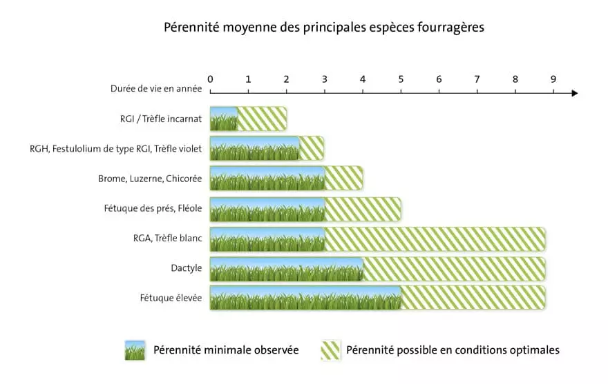 Visuel Pérennité culture fourragères