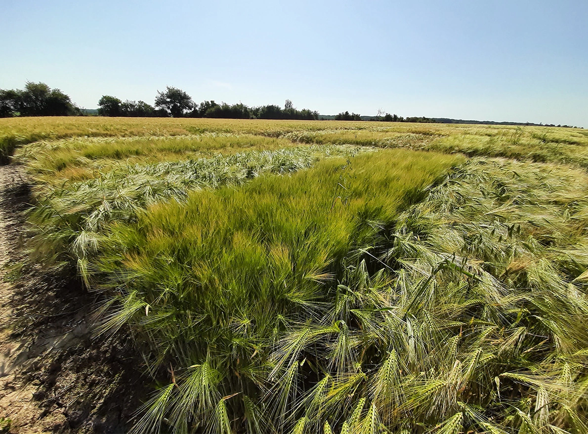 Visuel variété orges printemps