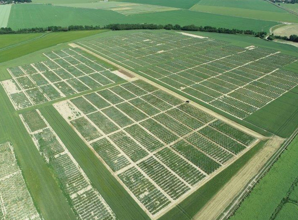 Variétés blé céréales Visuel Variétés blé céréales