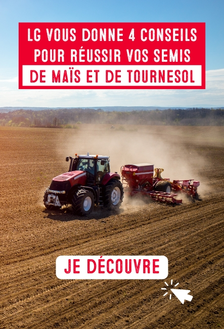 Tournesol semis