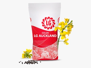 LG AUCKLAND Visuel