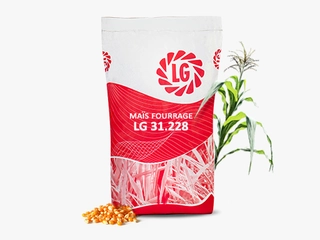 Sac semences maïs fourrage LG 31.228 Visuel