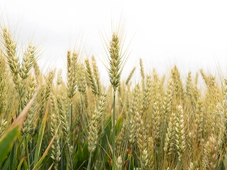 LG Acadie blé Visuel