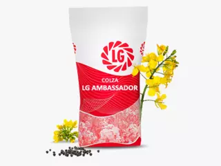 LG AMBASSADOR Visuel