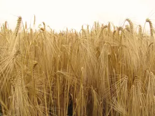 LG Zorica escourgeon Visuel